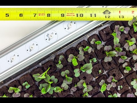 How far should my lights be from my seedlings