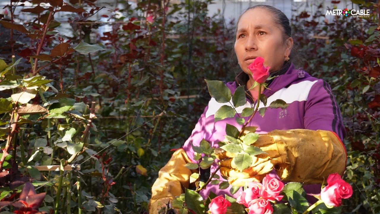 Un día de trabajo en los invernaderos de rosas en el Edoméx