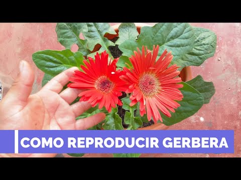 Video: Gerbera: Crecimiento Y Reproducción De Una Planta Perenne