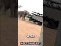 This “Gentle Giant” Is More Dangerous Than You Think 😳#elephant #shorts