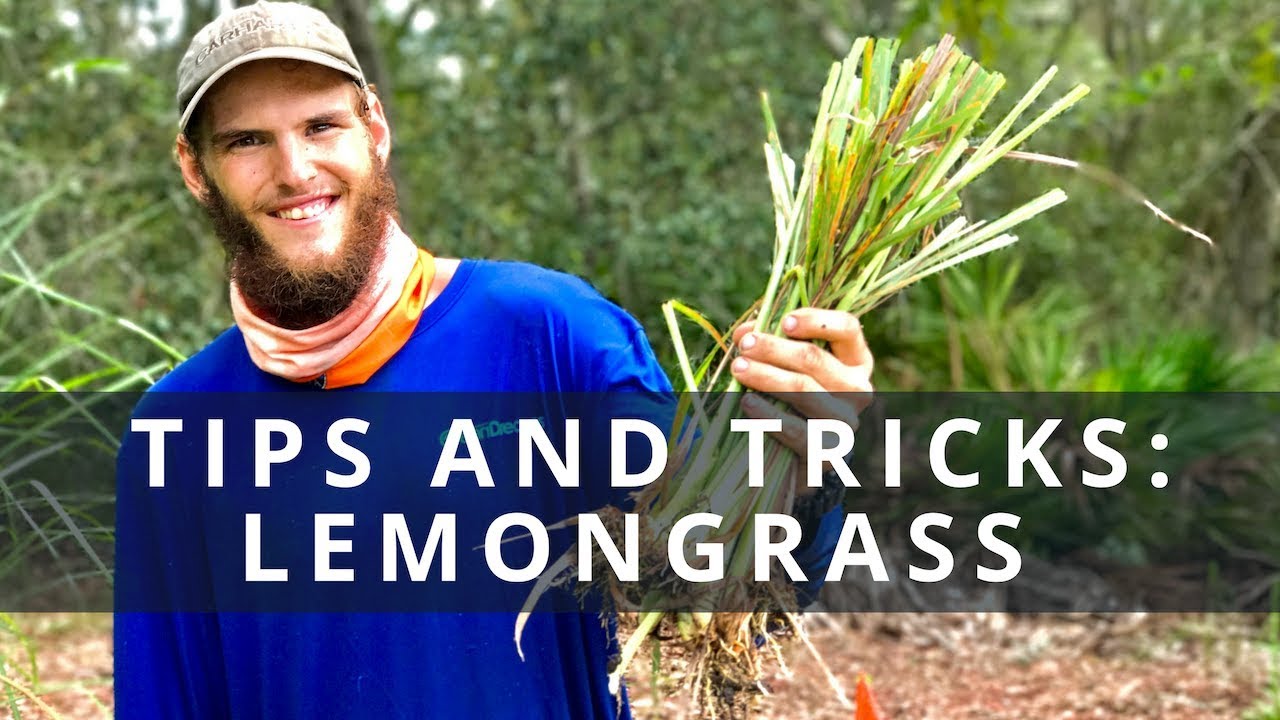 Growing & Propogating Lemongrass 101: Multiply By Hundreds!