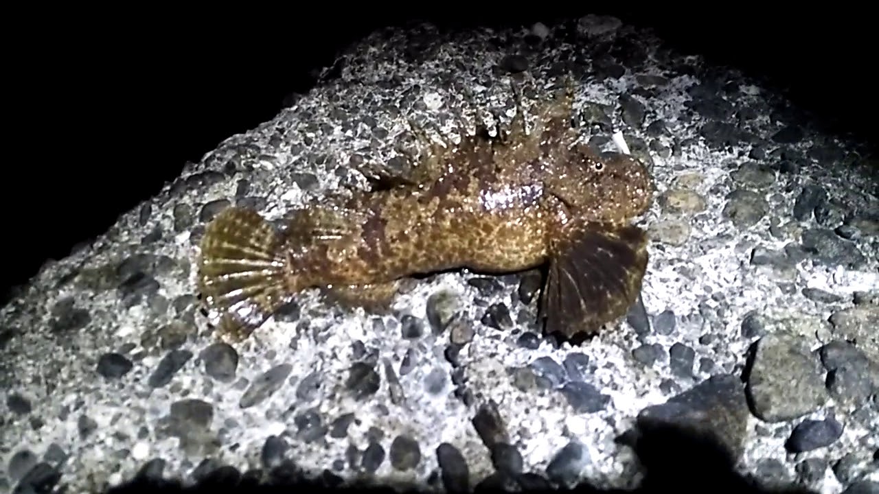 毒を持った魚を覚えて安全にルアーフィッシングを楽しもう 海釣りルアー入門