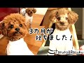 多頭飼いを始めて、3ヵ月が経ちました!!普段の様子♡ トイプードルのTaruto&Rasuku