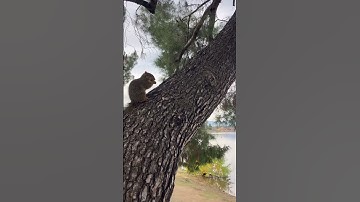 FUNNY SQUIRREL #shorts #squirrel #park #viral #youtube #funny #live #youtubeshorts #tiktok #trending