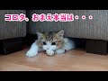 愛猫といつものように遊んでいたら意外な事実が判明しました！！