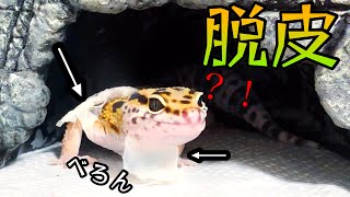 脱皮 レオパの頑張る姿が超可愛い Youtube 脱皮 レオパの頑張る姿が超可愛い Youtube