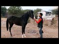 Marwari horse  colt  lakshyaraj singh  sired stallion pawan