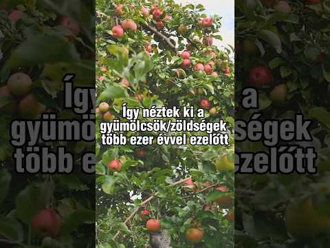 Miért népszerűek a gyümölcsös klasszikus slotok?