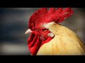 J.Geco - Chicken Song & Chicken Dance | Geco Remix 5