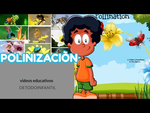 Que es la polinización + animales polinizadores+ importancia  ( video educativo para niños )