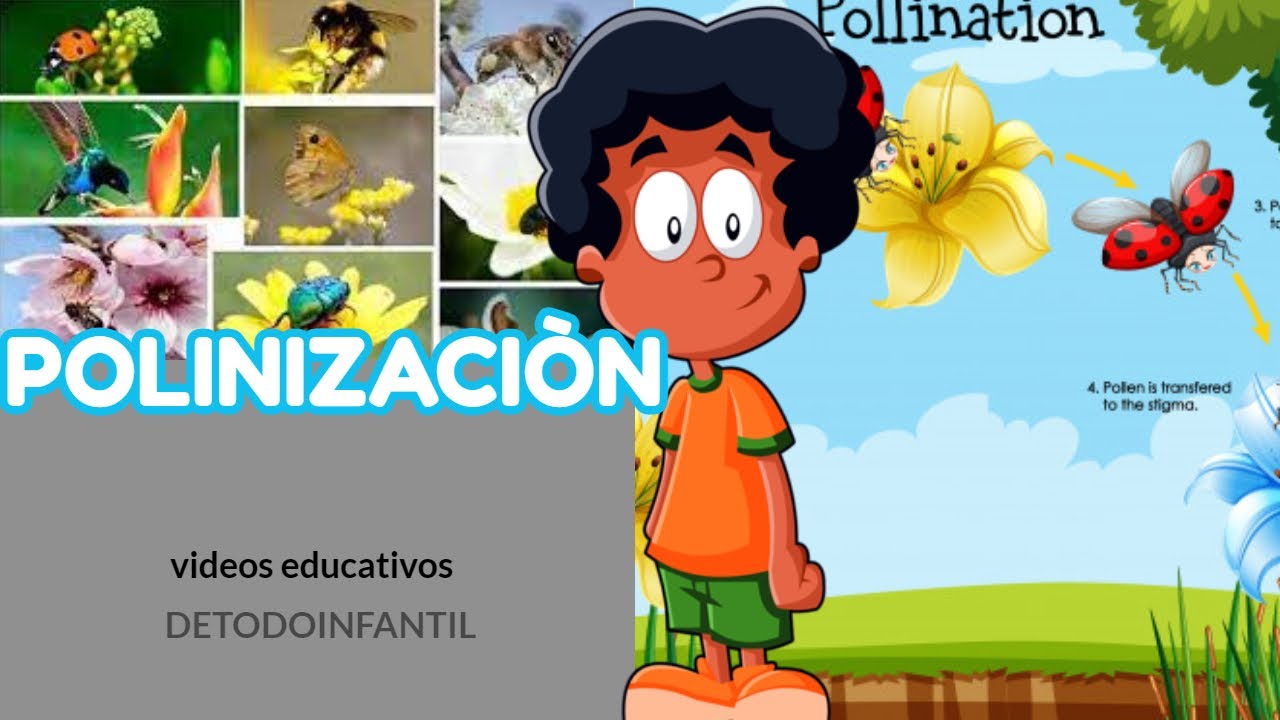 Que es la polinización + animales polinizadores+ importancia ( video  educativo para niños ) - YouTube