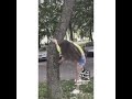 شجره صرت لعيونك 