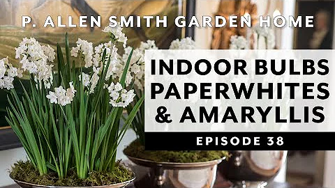 Forcing Bulbs to Bloom Indoors | Paperwhites & Ama...