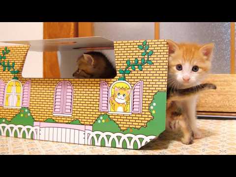 かわいい子猫達がホイホイされました【赤ちゃん猫　保護猫】【字幕付き】