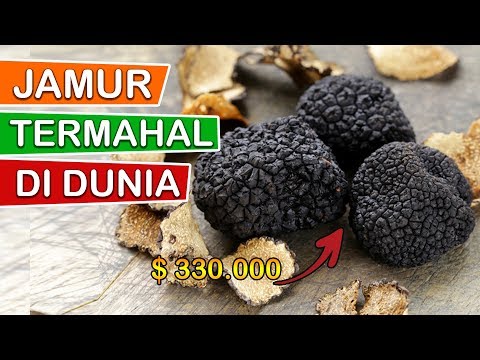 Video: Cara Menumbuhkan Truffle Di Rumah (putih Atau Hitam) + Video