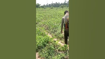 Cassava Spray