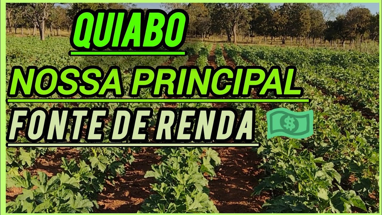 Quiabo, nossa principal fonte de renda ! ( Nosso manejo e dicas importantes ) #nature #agro #plantas