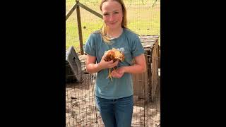 Emmi’s Down East Chicken Project 2026