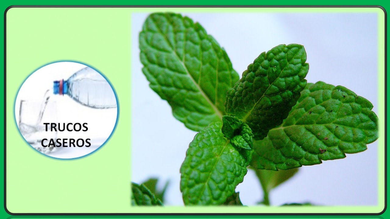 Propiedades, beneficios y usos de las hojas de menta para la salud. la piel que habito cast
