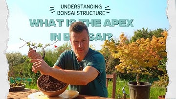 What Is the Apex in Bonsai? | Understanding Bonsai Structure Explained