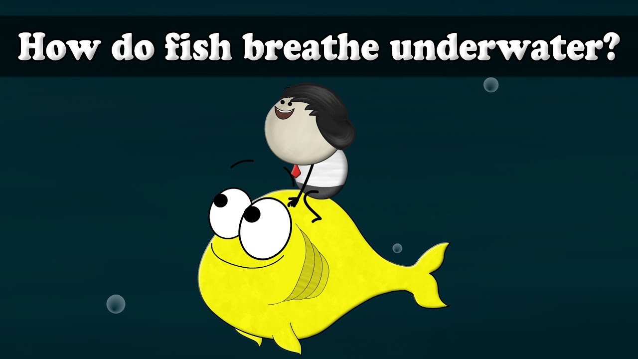 How do fish breathe underwater? | #aumsum #kids #science #education  #children - YouTube