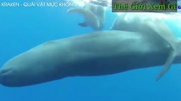 12▪︎Thế Giới Xem Gì - mực khổng lồ - cá nhà táng - quái vật đại dương - khám phá