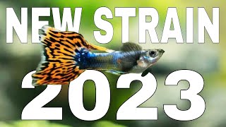 4 New Strains of Guppies in 2023 | Beautiful Guppy Fish in the World | 1 Million views ++