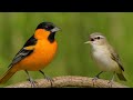 Relaxing Morning Bird Songs – Nature Sounds for Focus, Study, Work & Stress Relief