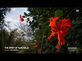 The Spirit of Auroville 🌿 | “Seasons” – A Poem by Sri Aurobindo