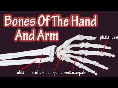 Bones Of The Hand - Bones Of The Arm - Bones Of The Wrist - Carpal Bones - Radius And Ulna Bones