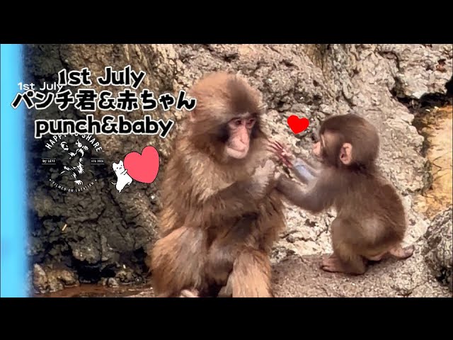 Always Together! 🐵 Relief as Punch-kun's 