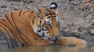 Wild Tiger Compilation
Wild Tiger Compilation. This is a compilation of my best wild tiger footage. This wild tiger compilation was filmed in Kanha National Park in India. It is always special seeing wild tigers and I can now give you all my wild tiger footage in one compilation.
Show your support for my channel here:
https://www.patreon.com/alfiecurlingwildlifevideos
Some Awesome Online Outdoor stores to check out (USA only):
Aventuron: https://bit.ly/2Jslq6a (Outdoor/Recreation)
Summit Hut: https://bit.ly/2QZW83y (Outdoor/Recreation)
Bobwards: https://bit.ly/2JvD1dp (Outdoor/Recreation)
Sagan Life: https://bit.ly/2QX6jFZ (Water Purification)
BlackOvis: https://bit.ly/2X2BAem (Optics)
EuroOptic: https://bit.ly/2xDGzri (Optics)
LA Police Gear: https://bit.ly/344ebup (Optics)
Levenhuk: https://bit.ly/2QX691l (Optics)
White Duck Outdoors: https://bit.ly/353SStF (Tents and Camping)
If you liked this Video and want more like it follow me:
https://www.youtube.com/channel/UC9RAgEZMD-omdd1jTvUr8fA
Check me out on Social Media.
Facebook:
https://www.facebook.com/alfiesadventurescapetown/
Instagram:
https://www.instagram.com/alfiesadventurescapetown/
Twitter:
https://twitter.com/Alf031
Website:
http://alfiesadventures.buzlr.net/
DISCLAIMER: Some links in this description contain affiliate links and I may receive a small commission. Proceeds go towards making creating a better viewing experience for you. Thanks for your support. Wild Tiger Compilation