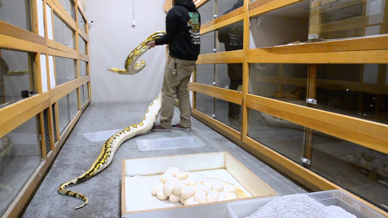 Platty Tiger egg pulling