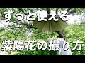 【保存版】ずっと使える紫陽花のおすすめの撮り方!