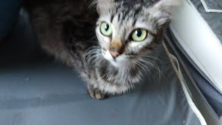 El Gatito con cola de ardilla