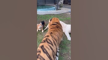 Brave Dog save Snowy from Kenzo 😳 #tiger #babycats #tigercat #babytigers #tigerfight #zoo #kenzo