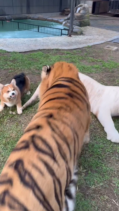 Brave Dog save Snowy from Kenzo 😳 #tiger #babycats #tigercat #babytigers #tigerfight #zoo #kenzo