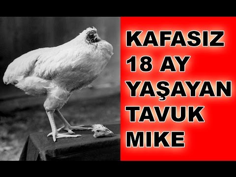 Video: Bir Tavuk Neden Kafasız Koşar, Ne Kadar Böyle Yaşayabilir