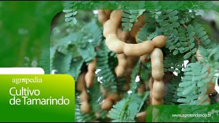 Cultivo de TAMARINDO - Agro en 2 minutos