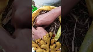 inguru wagawa | ginjer cultivation | gewathu wagawa