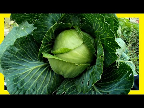 Video: Braunschweiger Kohlanbau: Wann man Braunschweiger Kohl im Garten pflanzt