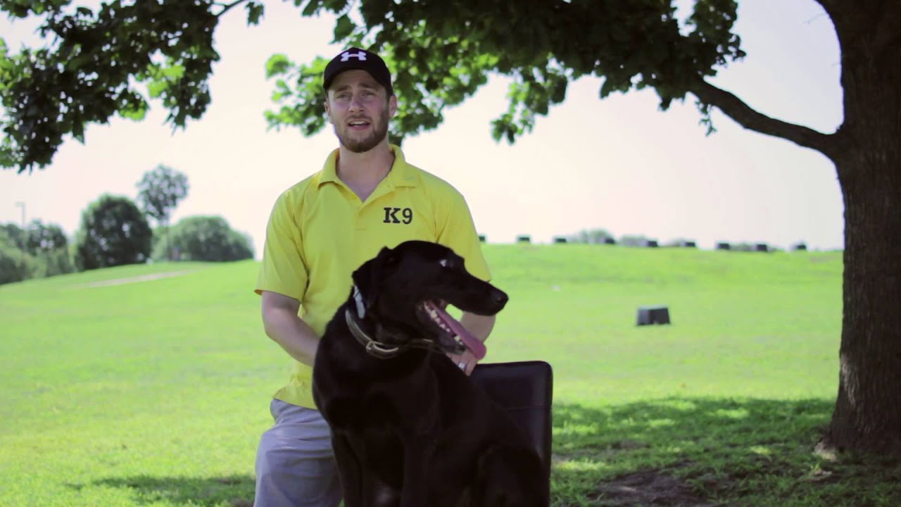 Dog Training Tulsa Dog Training Tip Top K9 YouTube
