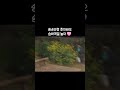 송바오랑 후이바오 숨바꼭질 놀이 (심쿵♡) 宋爷爷和輝寶在油菜花田里玩捉迷藏。#panda #후이바오 #후이 #睿寶