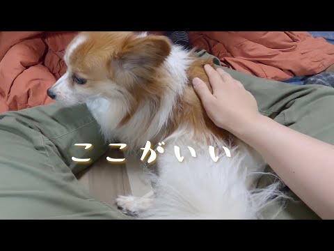 猫のように足元に納まるパピヨン犬