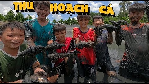 Anh Ba Phải | Thử Bắt Hết 2 TẤN CÁ Dưới Ao - Bắt Gãy Tay | Catch fish in the pond