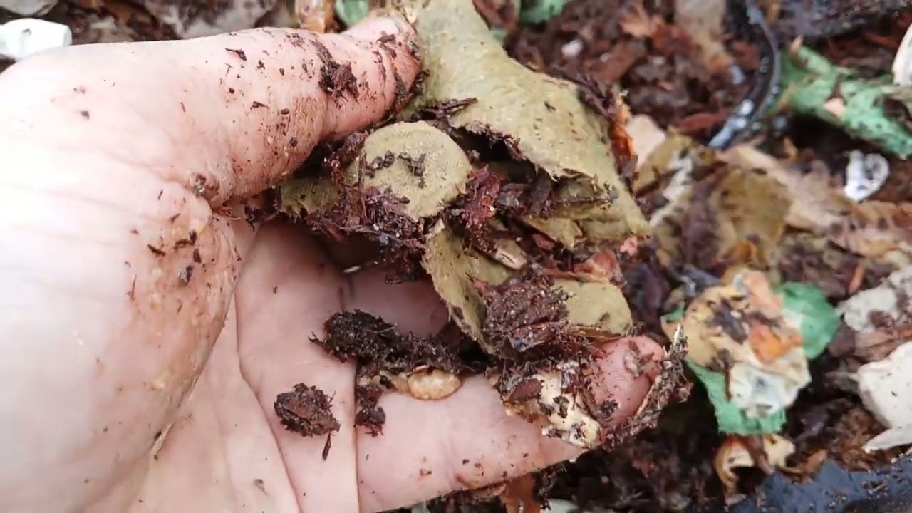 В огороде, пересадка салата, repiquage salade Batavia