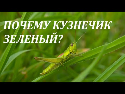 ПОЧЕМУ КУЗНЕЧИК ЗЕЛЕНЫЙ / ПОЧЕМУЧКА