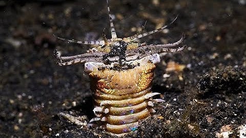 Sâu Bobbit sát thủ thầm lặng đái biển /Kai vietsub/