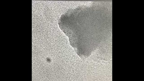 The biofilm formation of strain CFT073 under FLOW, microfluidic conditions.