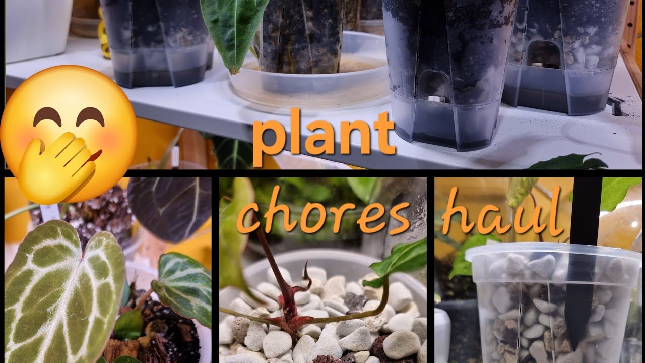 Plant Haul/ Plant Chores - Chunky Perlite, Aroidtöpfe, Substrat - Umtopfen in Hydro und Semihydro